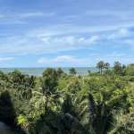Aerial view of tropical trees