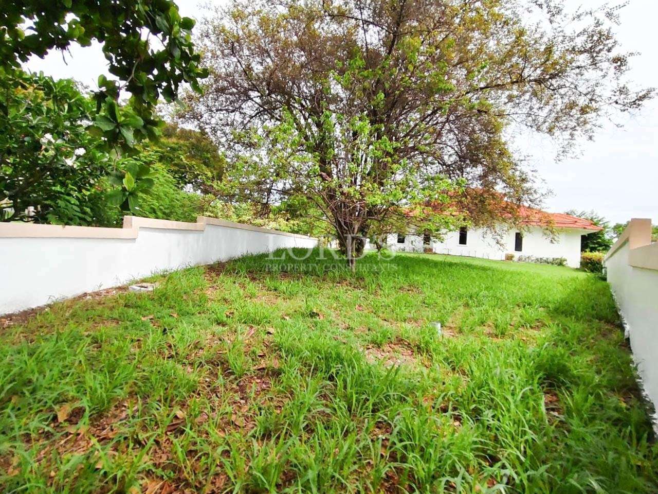 Large private garden with mature tree and white boundary wall