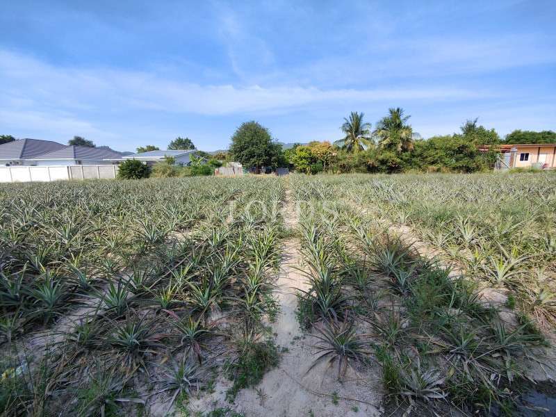 Pineapple farm with neatly planted rows and surrounding residential area.