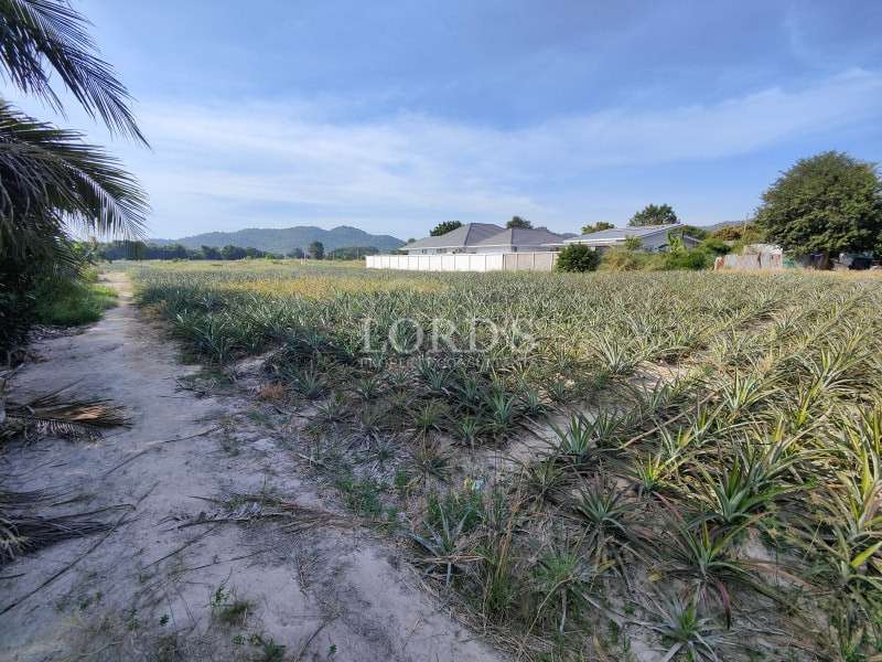 Large agricultural field with pineapple crops beside a rural dirt path.