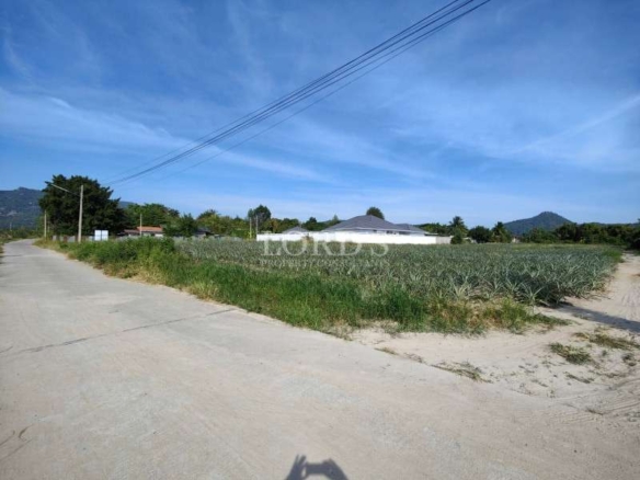 Concrete rural road beside a pineapple plantation with nearby houses, grassy edges, and power lines overhead under a clear blue sky.
