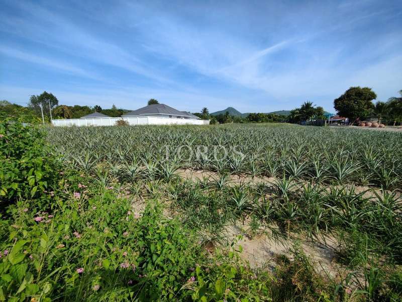 Wide view of a pineapple plantation with rows of plants, greenery in the foreground, and houses and hills in the background under a blue sky.