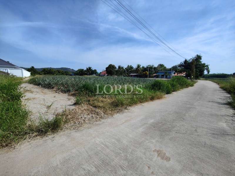 Concrete road intersection beside pineapple farmland and residential area.