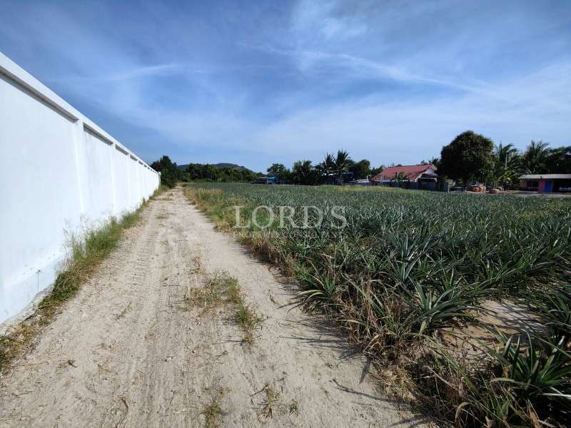 Dirt access road running alongside a pineapple plantation and boundary wall.