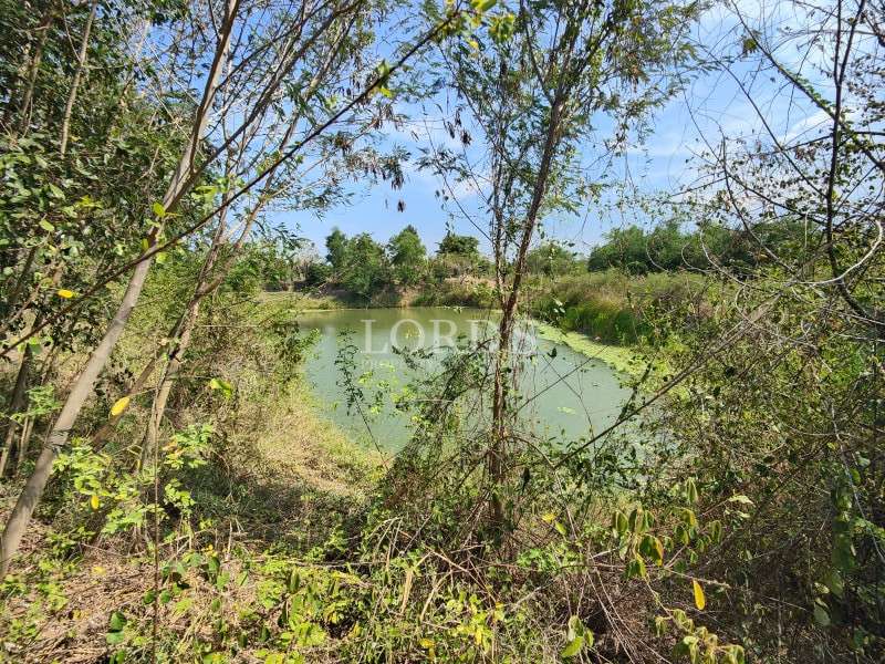 Tree beside pond and greenery