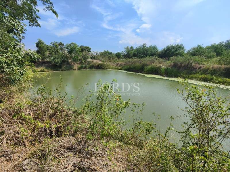 Pond view surrounded by greenery
