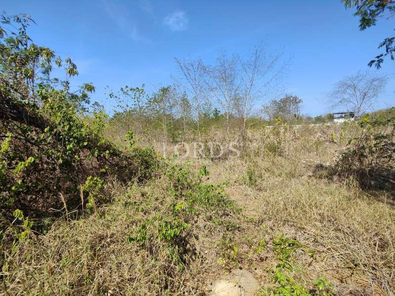 Vacant land with bushes and plants