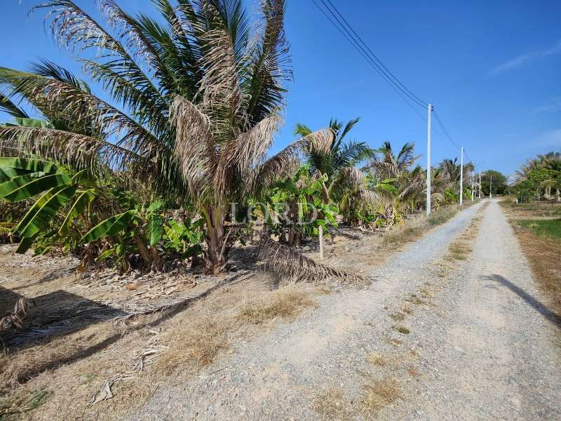 Palm trees along dirt road