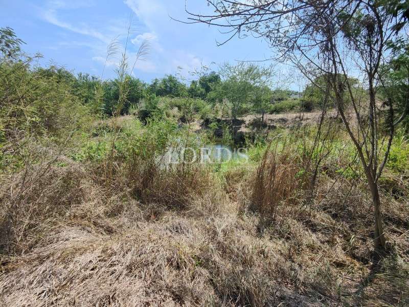 Vacant land with natural vegetation