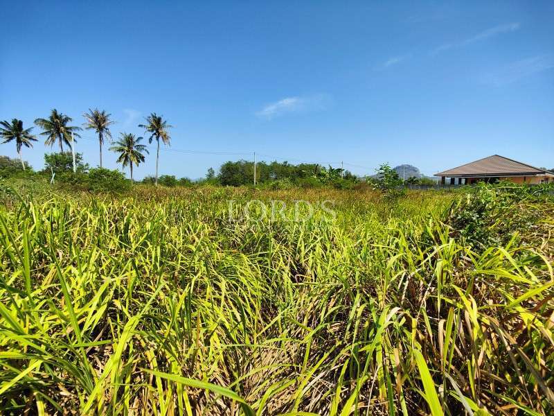 Agricultural field with green crops