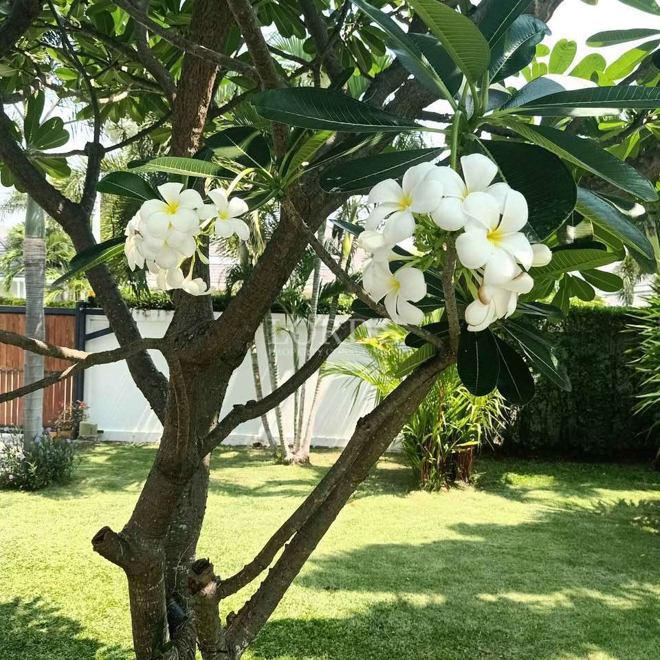 Tropical frangipani tree with white flowers in a private garden.