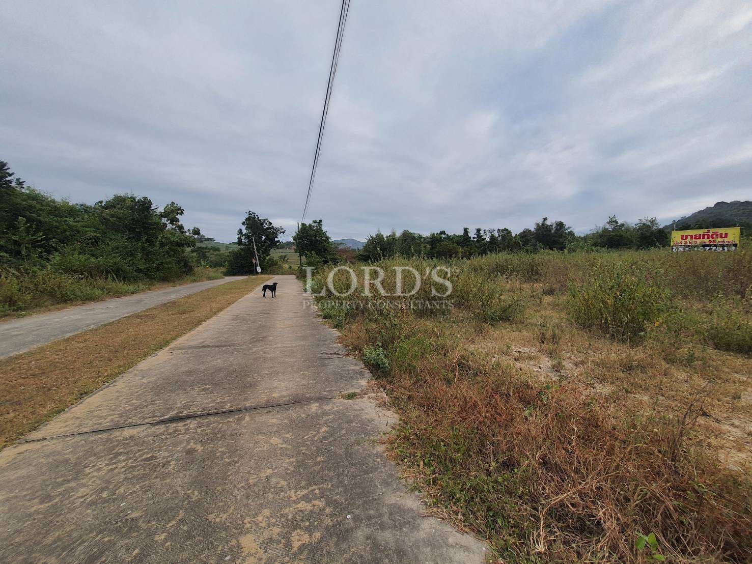 Empty road with a dog walking