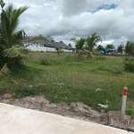 Lush green field with palm trees.
