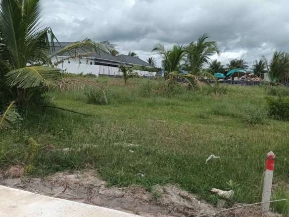 Lush green field with palm trees.
