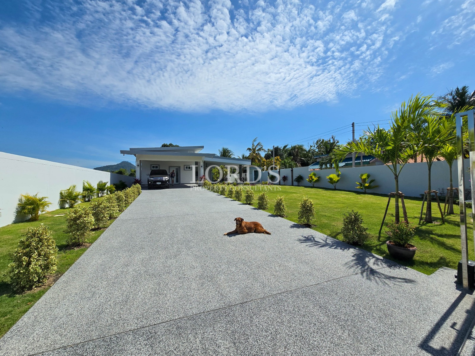 Modern single-story home with long driveway, manicured lawn, palm trees, and a dog lying on the pavement under a bright blue sky.