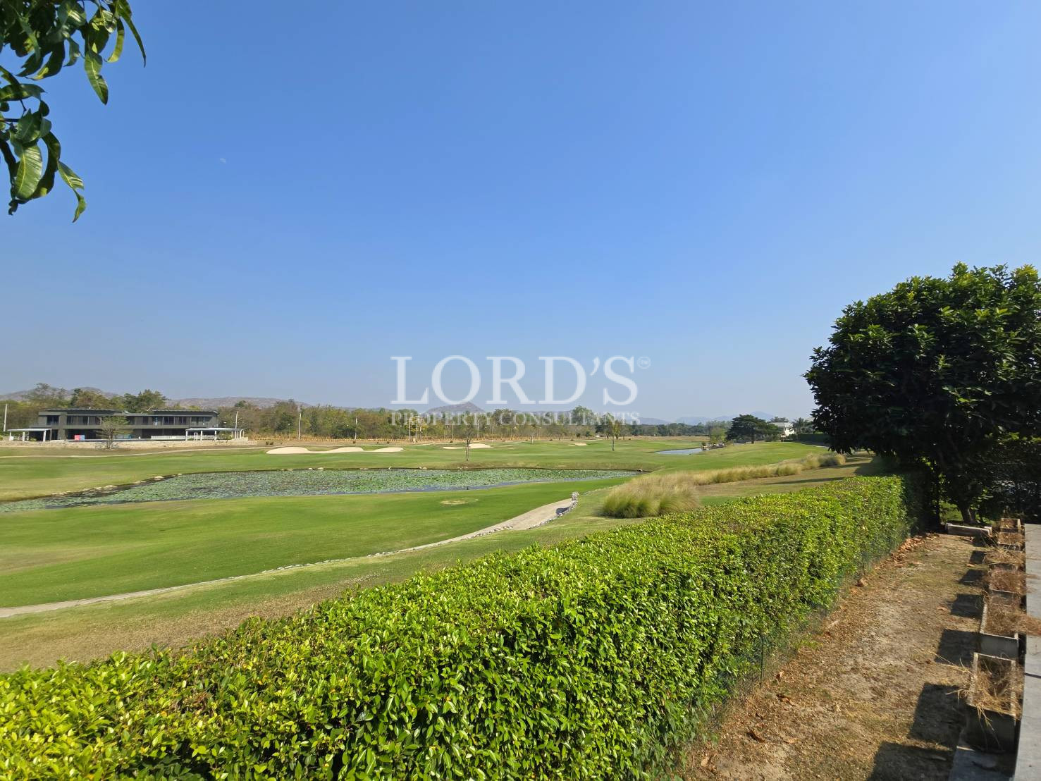 Green field view with hedges