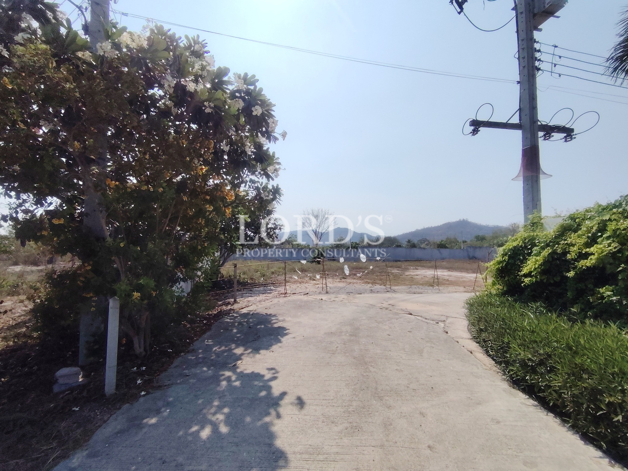 Narrow road with greenery and houses