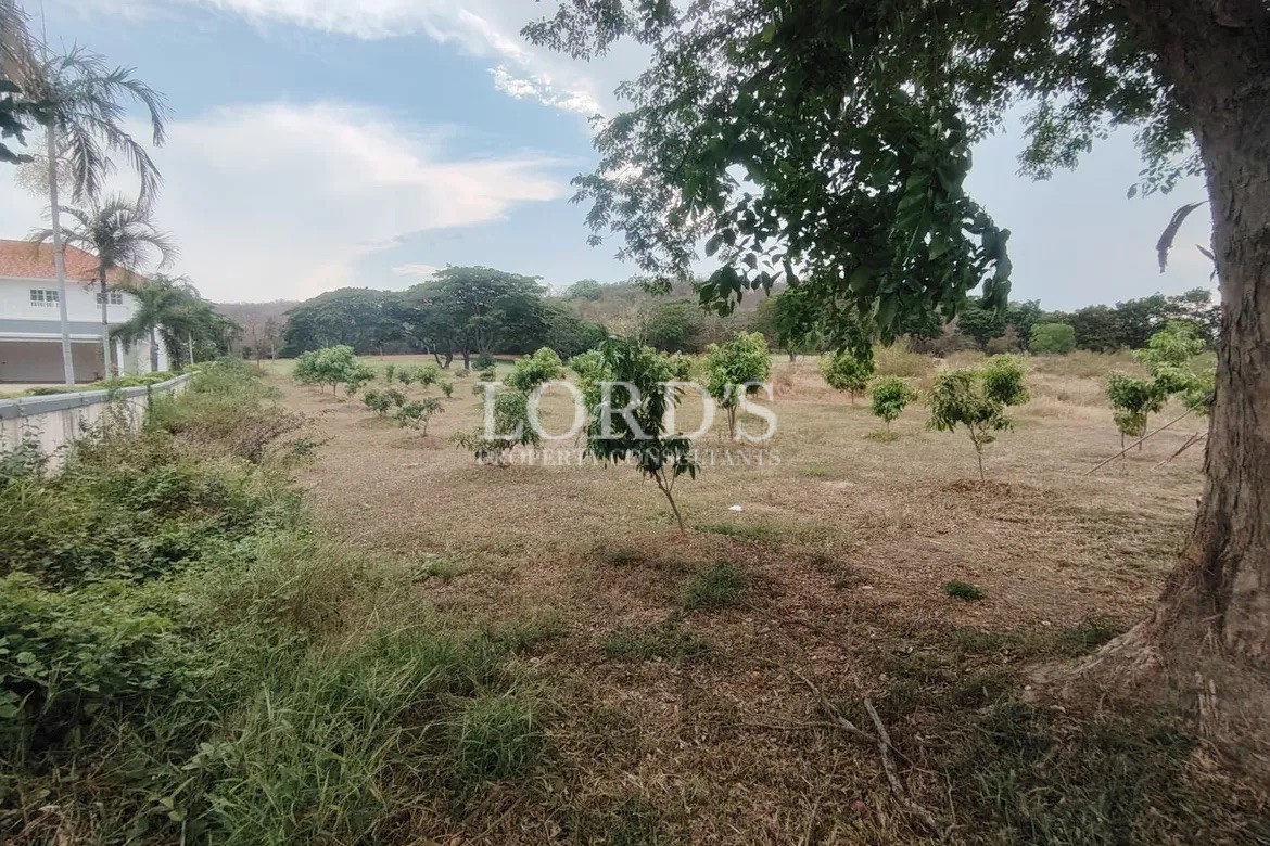 Dry land with shrubs and trees