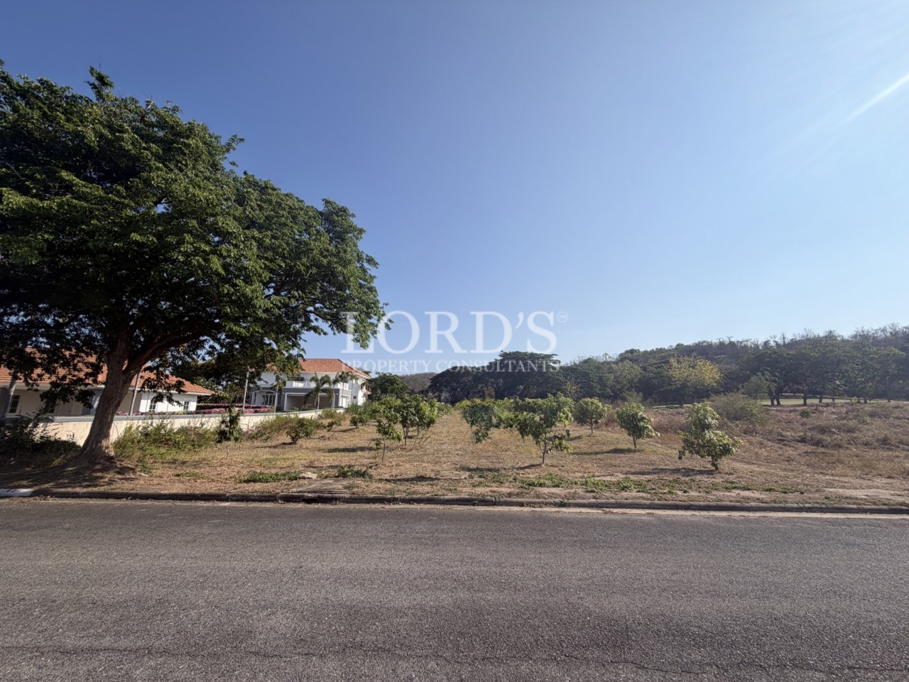 Roadside vacant land with trees