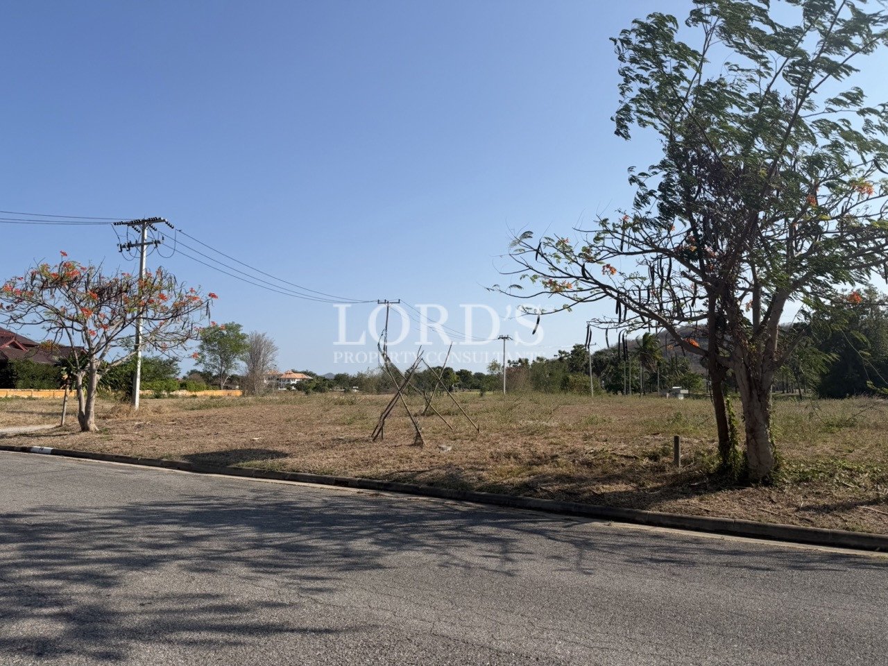 Dry open land with roadside trees