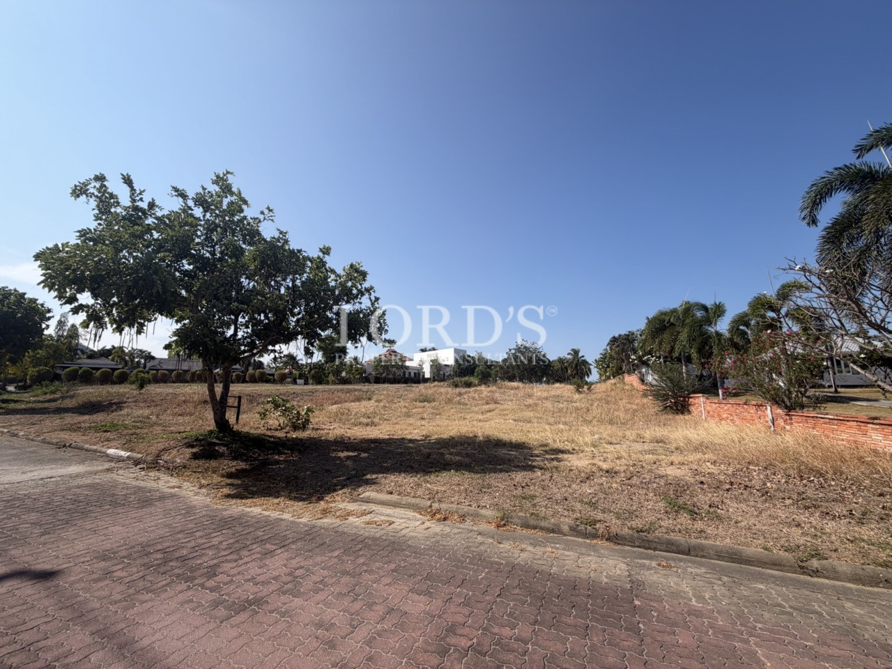 Large tree on empty land plot