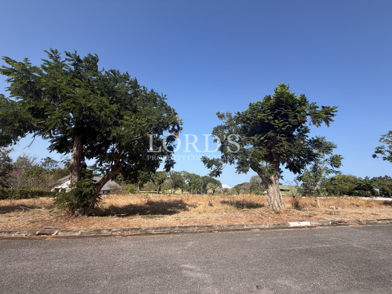 Empty land plot with roadside trees