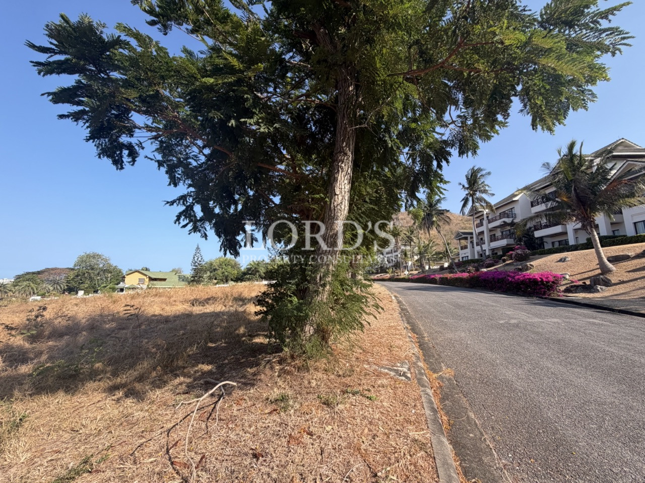 Large tree beside empty land
